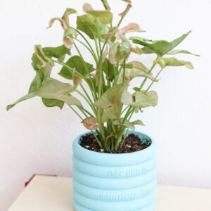 Doomed Planter