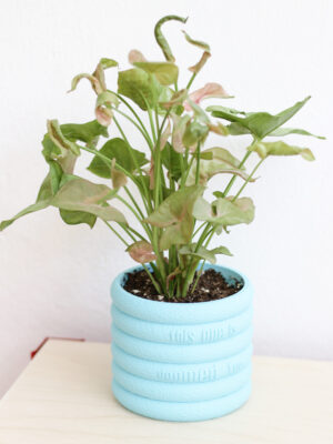 Doomed Planter